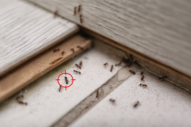  Teaticket, MA Pest Control Pros