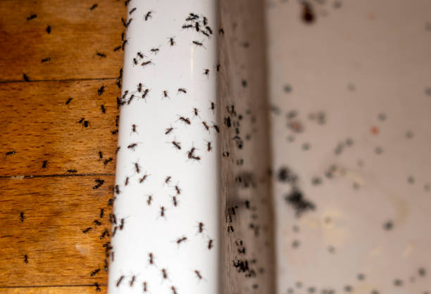 Best Spider Control Near Me  in Teaticket, MA